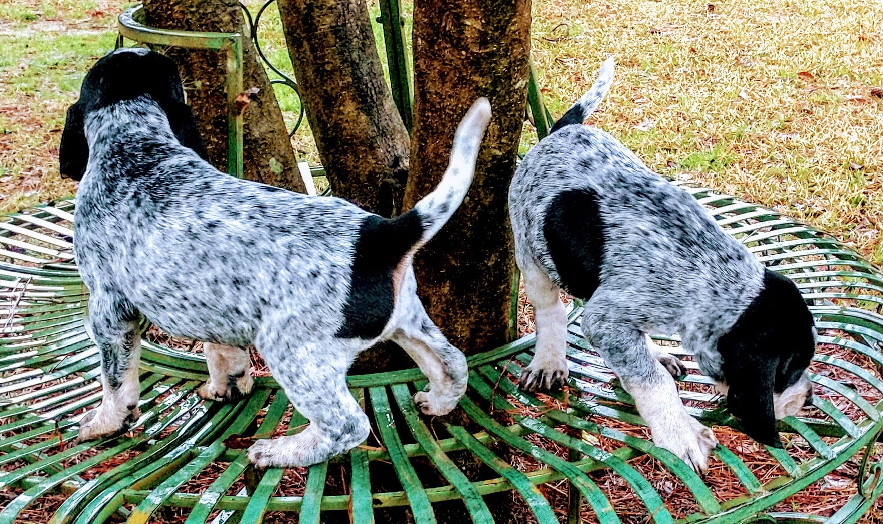 White clearance bluetick coonhound